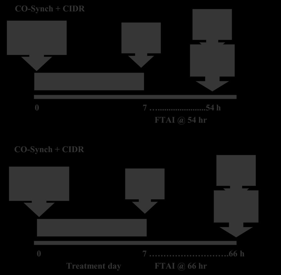 Figure 3. Treatment schedule for cows assigned to the CO-Synch + CIDR protocol with FTAI at 54 or 66 h. From Busch et al. (2008). Table 3.