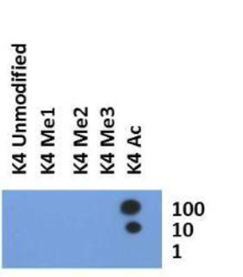 Dot Blot: Histone H3 [ac Lys4] Antibody [NB21-1024] - Analysis of Histone H3 K4ac antibody in picomoles of peptide. Page 3 of 7 v.20.