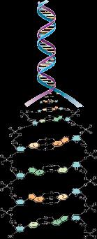 These 2 strands of nucleotides are twisted into a right-handed helix that makes one complete turn every 10 nucleotides (a distance of 3.4 nm).