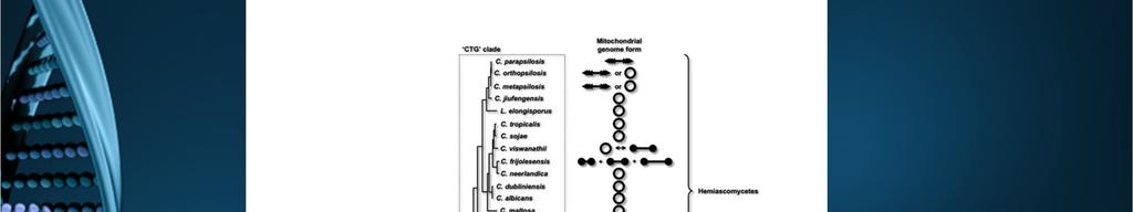 genomes of yeast species from the CTG clade