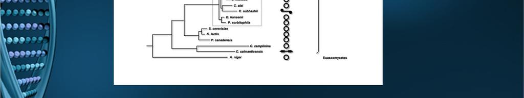 natural telomerase-negative pathways of telomere