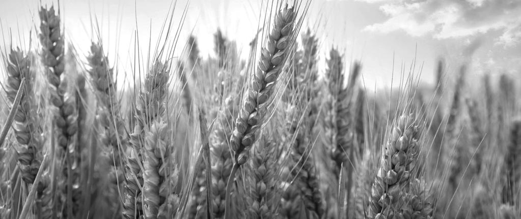 GoodWheat TM redesigns wheat as a functional food,