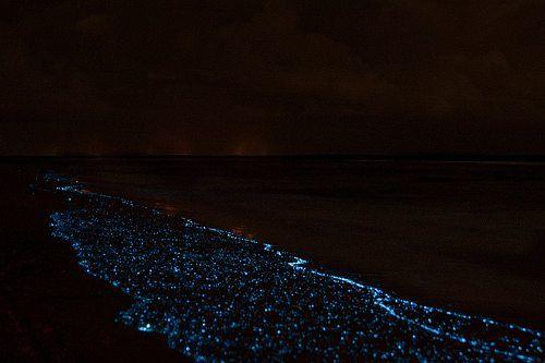 bioluminescence is the ability of certain marine fish and