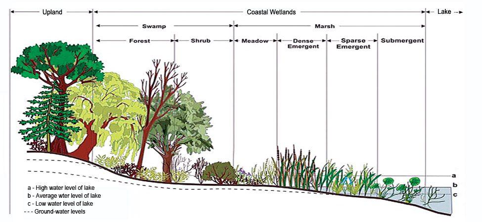 C) 4 ways wetlands are important The vegetation acts as filters for