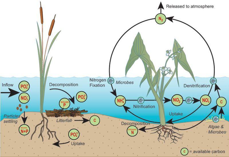 C) 4 ways wetlands are important Vegetation (plants)
