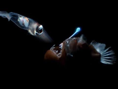 F) How do organisms that live deep in the ocean use bioluminescence to survive?