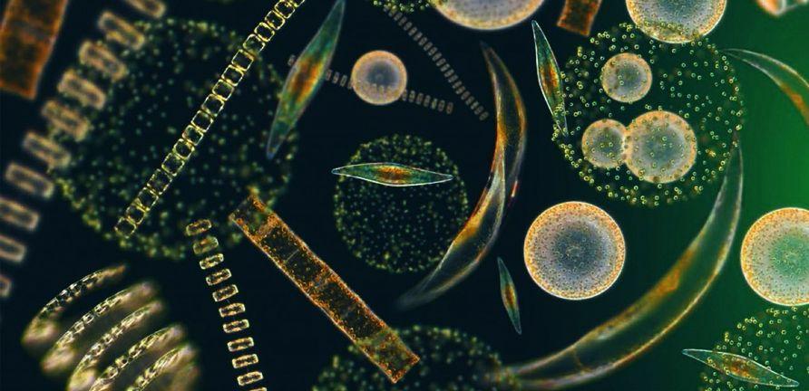 phytoplankton Microscopic, free floating plant