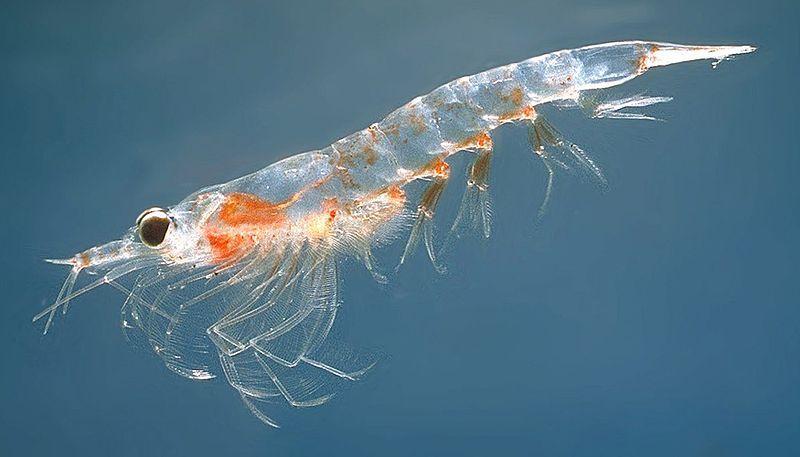 zooplankton Microscopic, free floating animal