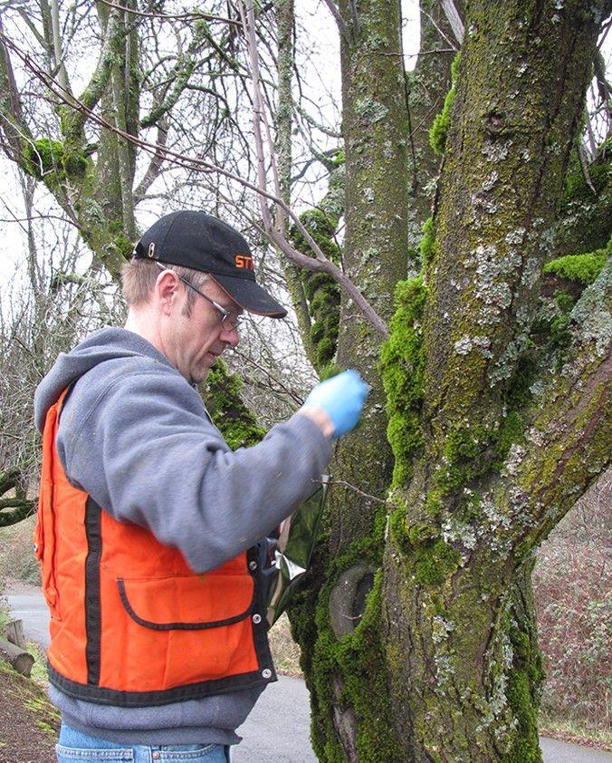 Mosses on trees are a major bioindicator species loss of moss OR changes in mosses indicate air pollution.