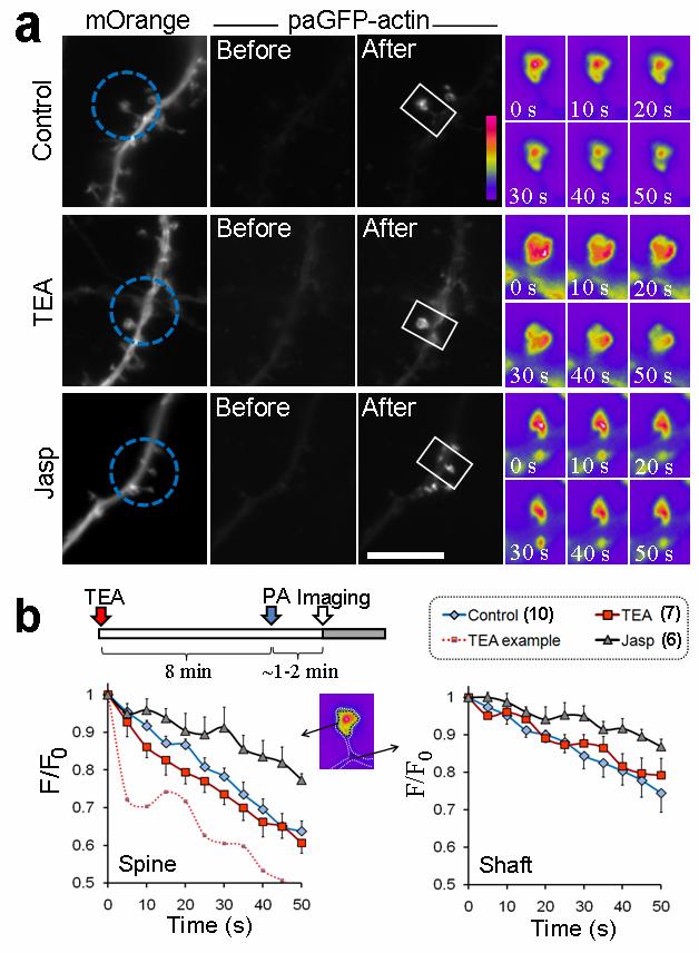 Supplemental figure 9. Changes in photoactivated pagfp-actin fluorescence in spines during TEA-cLTP.