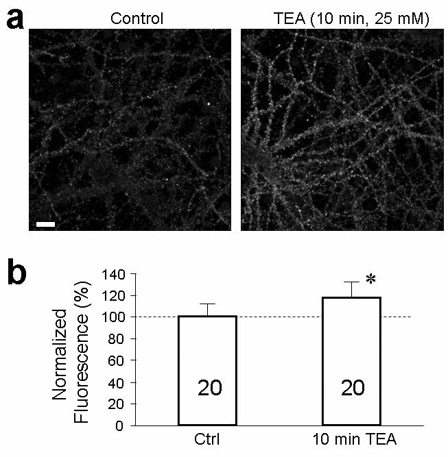 Supplemental figure 3. Immunostaining of surface GluR1 on hippocampal neurons before and after cltp induction by TEA.