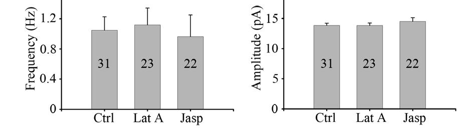 (Jasp, 1 µm). (b) When compared with control, the mepsc frequency showed no significant change after either Lat A (p>0.8, Student s t-test) or Jasp (p>0.