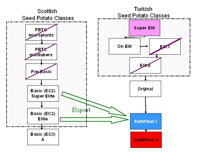 Issues discussed regarding Scottish seed potato consignments to Turkey Turkish Seed Potato Classification Scheme Turkey currently has a seed potato classification scheme, but historically domestic