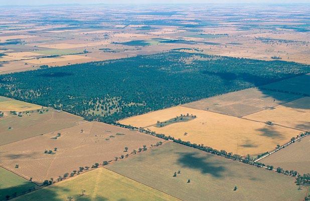 9. A perspective on land sparing versus land sharing Figure 9.3: Remnant vegetation surrounded by wheat crops in New South Wales, demonstrating a land sparing approach.