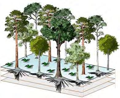 Mixfor-SVAT assumptions: Forest overstorey is represented as an ensemble of individual trees of different species that are evenly distributed over some homogeneous ground surface area.