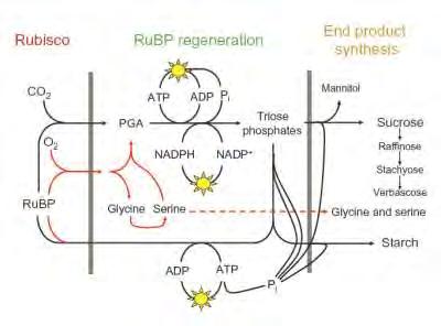 RuBP-regeneration-limited photosynthesis (light intensity limits the rate of photosynthesis), A P - triose phosphate use (TPU) limitation