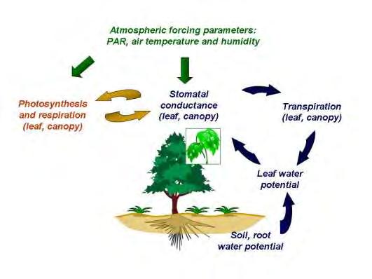 The main advantages of the developed model Description of H2O and CO2 exchange in mixed forest stands; It takes into account the different biophysical properties of tree species and their different