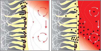 Consequences of multimodal transport Elution in a packed particle column Left panel: elution, T 1 Right panel: elution, T 2 Gray: particle body Heavy dash: particle boundary Black circles: solute