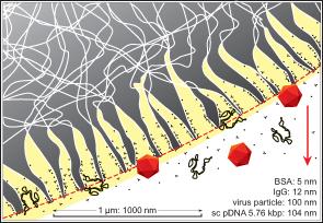 Consequences of pore size distribution Gray area: particle body White lines: pore boundaries Red dashed line: particle boundary Yellow: areas of diffusive transport White: areas of convective