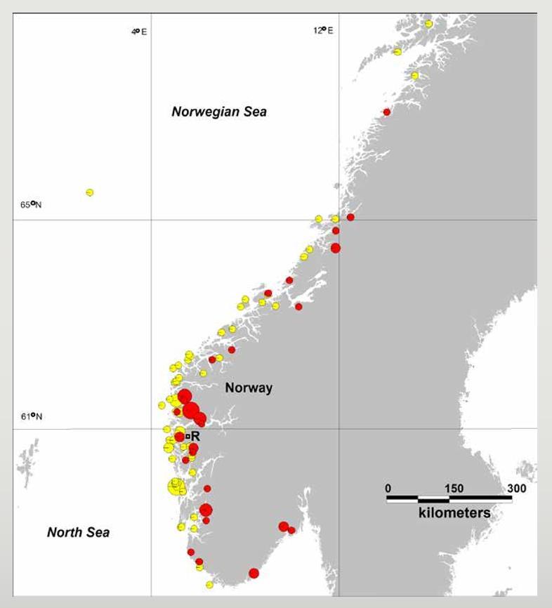 Behaviour of escaped fish Research projects done by the Norwegian Institute of Marine Research (IMR)