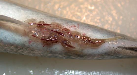 Environmental effects of parasites salmon lice Infections from the ectoparasite salmon lice can reduce