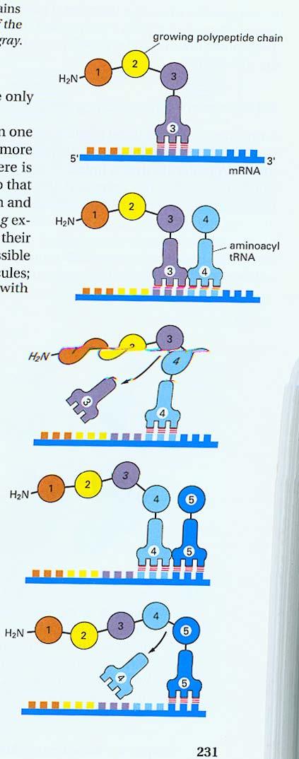 Protein Synthesis: Incorporation of amino