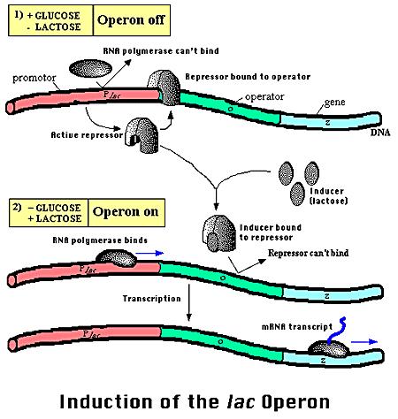 lac Operon Induction