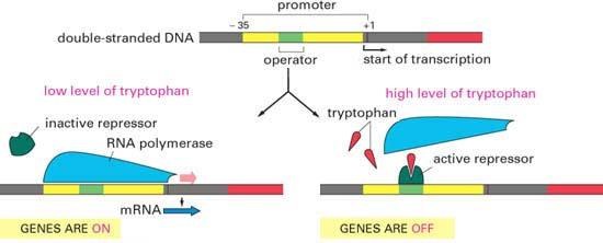 Tryptophan Operon If level of tryptophan inside cell is low, the tryptophan repressor protein does not bind tryptophan and thus cannot bind to the operator within the promoter.