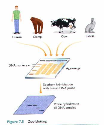 1. Hybridization of genomic clones to zoo blots.