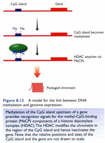 3. Identification of CpG islands.