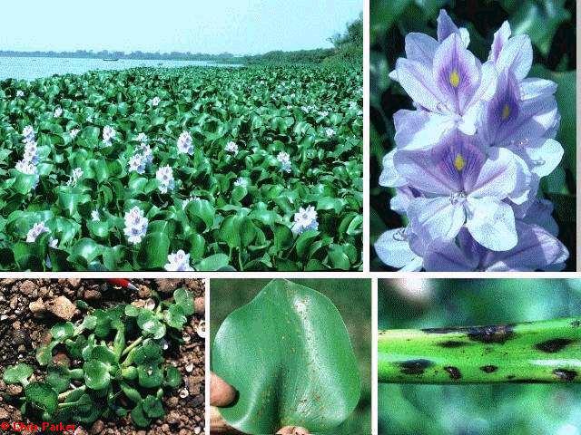 Water hyacinth (Eichornia