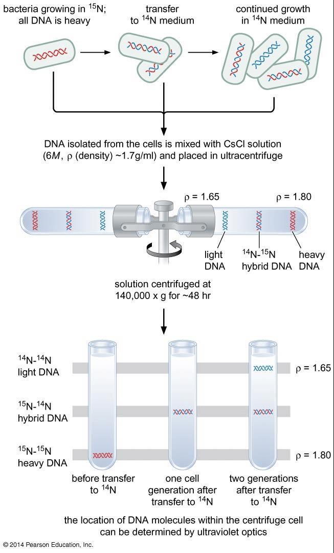 Bacterial DNA replication Have circular genome (plasmid) Replication starts at oric (origin of replication) 9-mer motif -- 9 nucleotides long, repeated along the OriC o Origin-recognition protein,