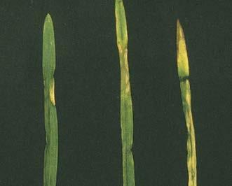 brown lesions in chlorotic regions, indentations leaf withering and