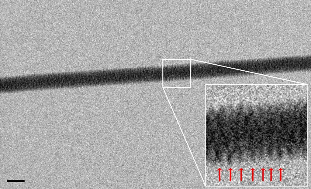 Latest (2012) image of DNA taken by Enzo