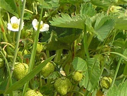 Pests in strawberry, -Ongoing research summary Spider mites and strawberry mites -predatory mites - EPF diversity and bioassay + trophic interactions Strawberry weevil Anthonomus rubi