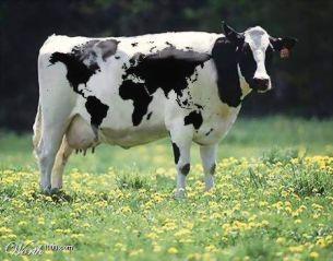 breeds) for total of 40K SNP (Breeds include: Angus, Hereford,