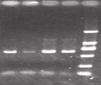 2 1 4 3 2 1 Figure 3 Gel electrophoresis of microbial genomic DNA (three duplicates) from four different soils by three methods.