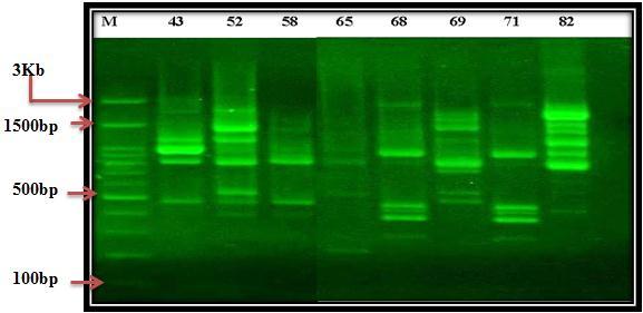 of Enterobacter cloacae using RAPD primer:. M = kb DNA ladder, Lanes:,, 2, 2,,,, = E.