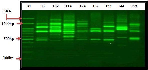 cloacae  of Enterobacter cloacae using RAPD primer:. M = kb DNA ladder, Lanes:,,, 2, 2,,, = E. cloacae