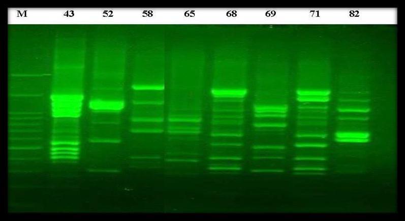 screening of Enterobacter cloacae using RAPD primer:. M = kb DNA ladder, Lanes:,, 2, 2,,,, = E.