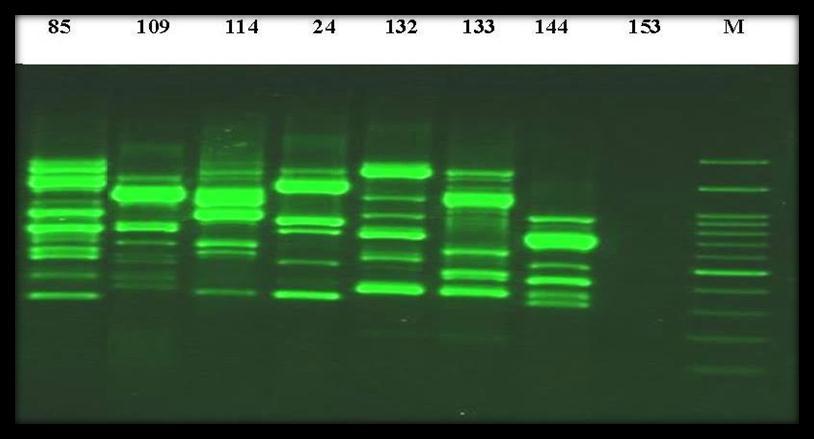 primer screening of Enterobacter cloacae using RAPD primer:. M = kb DNA ladder, Lanes:, 2,,,,,, 2 = E.