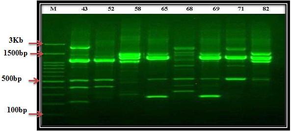 of Enterobacter cloacae using RAPD primer:. M = kb DNA ladder, Lanes:,, 2, 2,,,, = E.