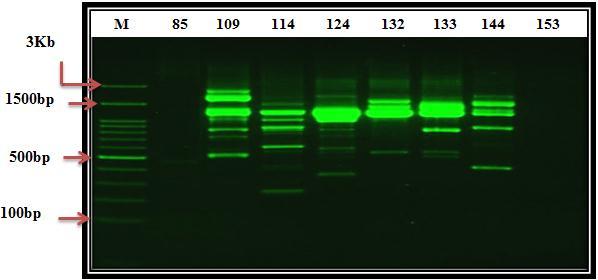 cloacae  of Enterobacter cloacae using RAPD primer:. M = kb DNA ladder, Lanes:,,, 2, 2,,, =E. cloacae