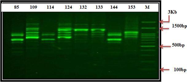 M = kb DNA ladder, Lanes:,, 2, 2,,,, = E. cloacae  M = kb DNA ladder, Lanes:, 2,,,,,, 2 = E.