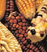 non-biotech crops. Are there potential risks associated with agricultural biotechnology?