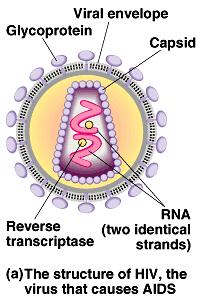 Here s a look at HIV, the virus that causes AIDS: The viral particle includes an envelope with glycoproteins for binding to specific types of white blood cells, a capsid containing