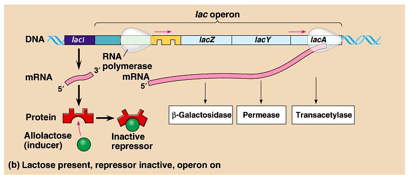 When lactose is present in the cell, allolactase, an isomer of lactose, binds to the repressor, so