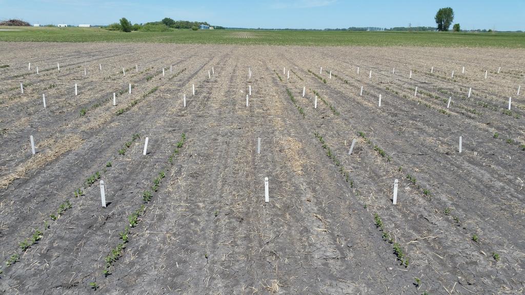 Soybeans No emergence