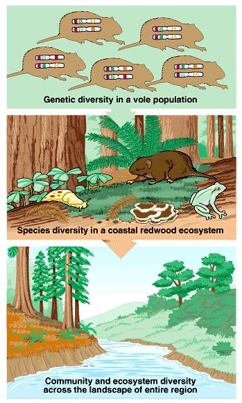 1. The three levels of biodiversity are genetic