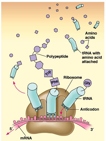 1. Translation is the RNA-directed making of a polypeptide: protein synthesis In the process of translation, a transfer RNA (trna)